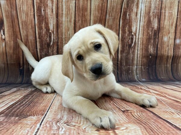 Labrador Retriever DOG Male Yellow 22778 Petland Las Vegas, Nevada