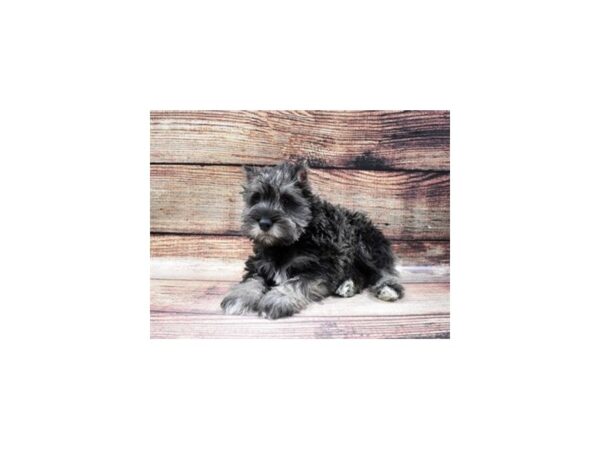 Miniature Schnauzer DOG Male Black and Silver 22809 Petland Las Vegas, Nevada