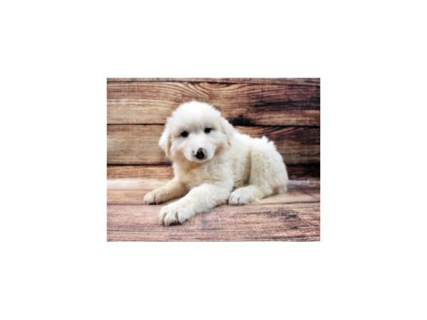 Great Pyrenees-DOG-Female-White-22812-Petland Las Vegas, Nevada