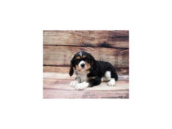 Cavalier King Charles Spaniel DOG Female Black and White 22813 Petland Las Vegas, Nevada