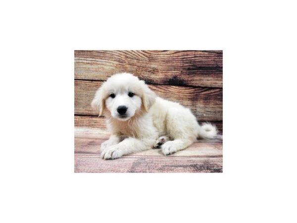 Great Pyrenees-DOG-Female-White-22811-Petland Las Vegas, Nevada