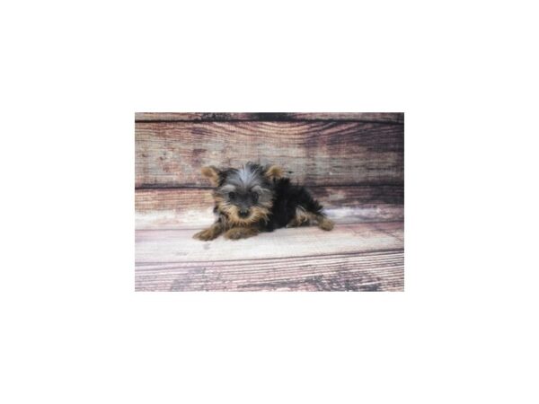 Yorkshire Terrier DOG Male Black and Tan 22803 Petland Las Vegas, Nevada