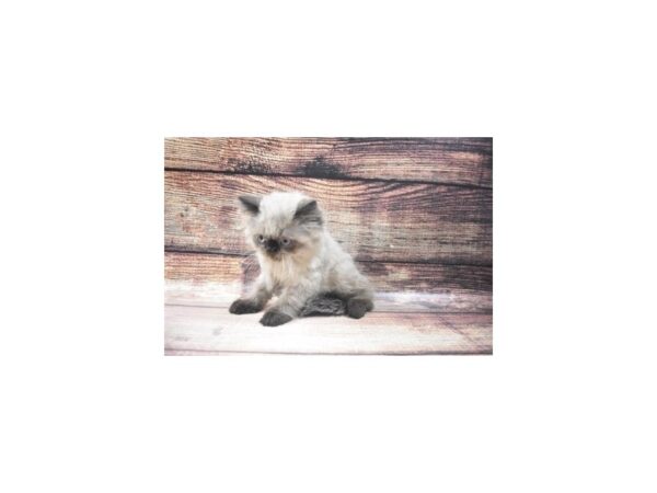 Himalayan-CAT-Male-Chocolate Point-22806-Petland Las Vegas, Nevada