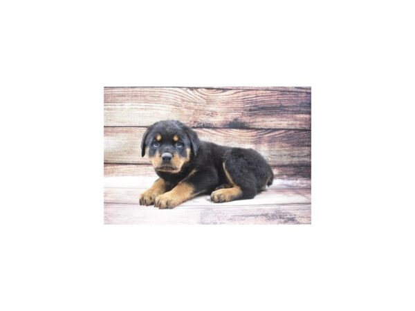 Rottweiler DOG Male Black and Mahogany 22808 Petland Las Vegas, Nevada