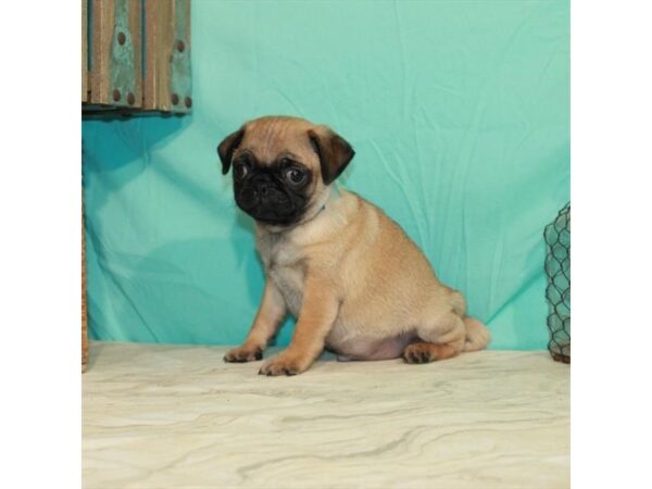 Pug DOG Male Fawn 22841 Petland Las Vegas, Nevada