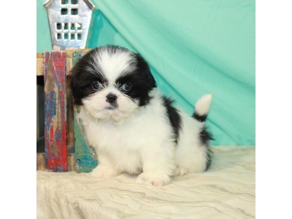 Shih Tzu DOG Male White / Black 22845 Petland Las Vegas, Nevada