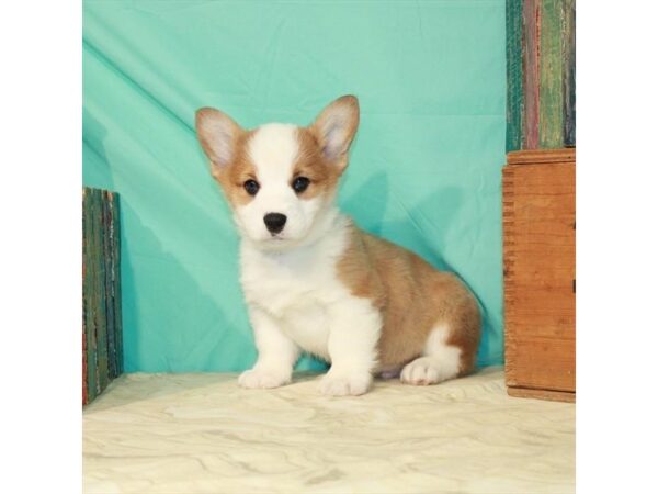 Pembroke Welsh Corgi DOG Male Red / White 22852 Petland Las Vegas, Nevada