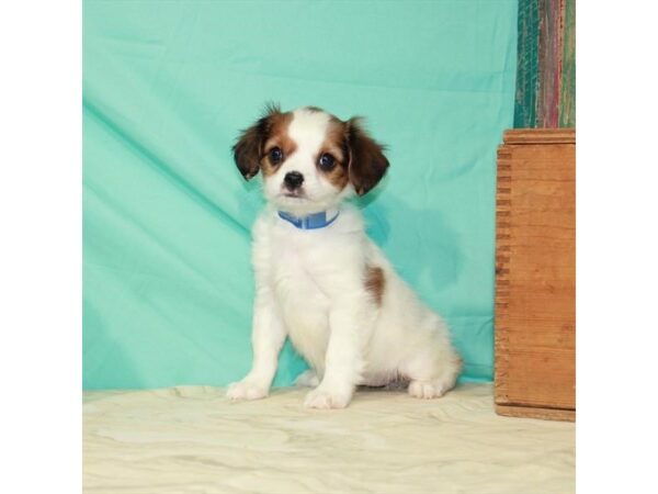 Cavalier King Charles Spaniel/Papillon-DOG-Female-White / Ruby-22857-Petland Las Vegas, Nevada