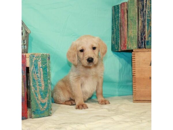 Labrador Retriever/Poodle-DOG-Male-Yellow-22855-Petland Las Vegas, Nevada