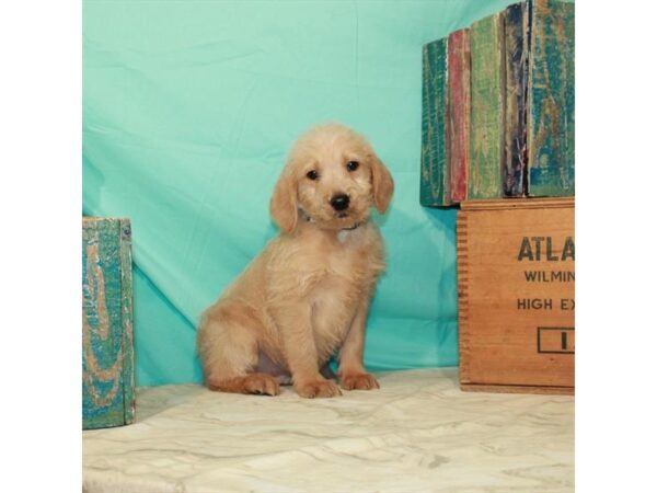 Labrador Retriever/Poodle DOG Male Yellow 22856 Petland Las Vegas, Nevada