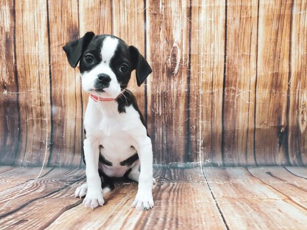 Boston Terrier/Cavalier King Charles Spaniel-DOG-Female-Brindle-22831-Petland Las Vegas, Nevada