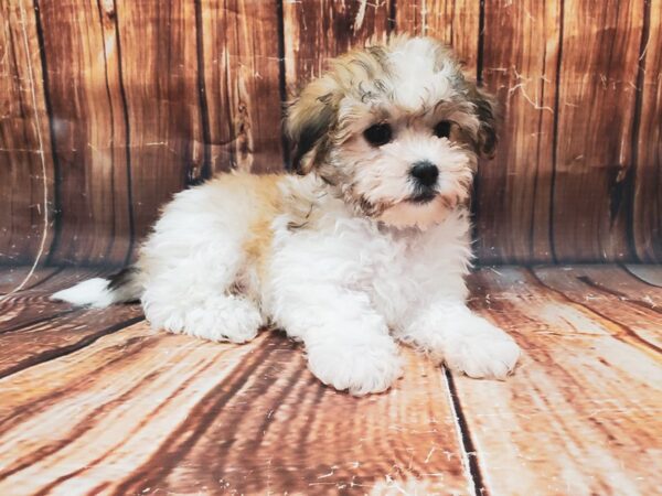 2nd Generation Teddy Bear-DOG-Male-White / Gold-22835-Petland Las Vegas, Nevada