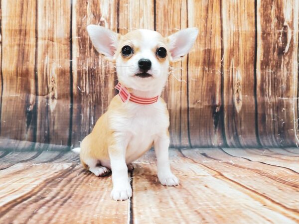 Chihuahua DOG Female Fawn 22818 Petland Las Vegas, Nevada