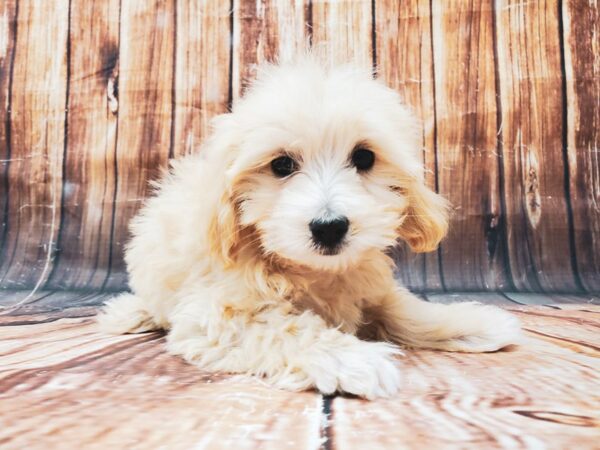 Maltese/Poodle DOG Female Apricot 22833 Petland Las Vegas, Nevada