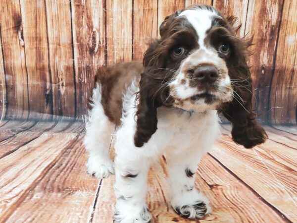 Cocker Spaniel DOG Male Chocolate / White 22819 Petland Las Vegas, Nevada