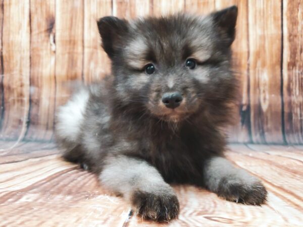 Keeshond DOG Male Black / Silver 22822 Petland Las Vegas, Nevada