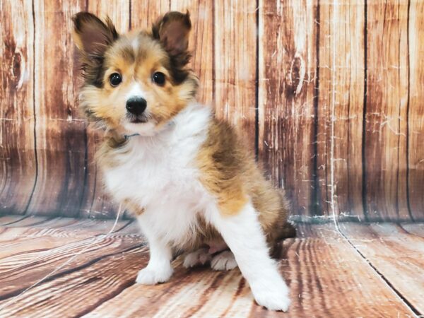 Shetland Sheepdog DOG Male Sable / White 22827 Petland Las Vegas, Nevada