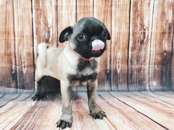 Pug DOG Female Fawn 22826 Petland Las Vegas, Nevada