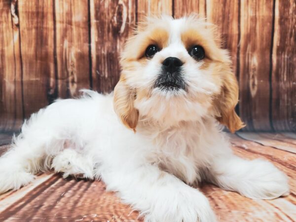 Cavalier King Charles Spaniel/Shih Tzu-DOG-Male-Blenheim / White-22834-Petland Las Vegas, Nevada