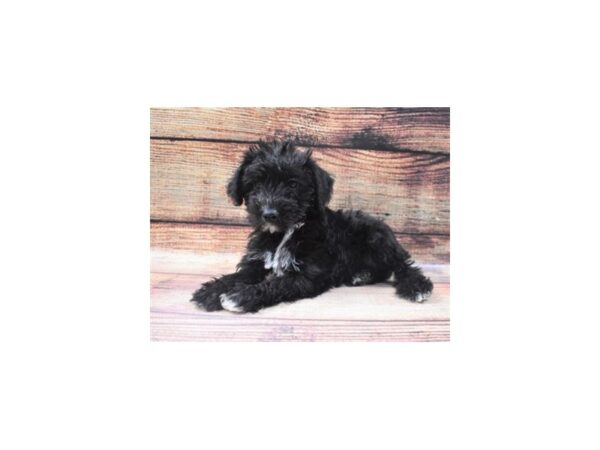 Miniature Schnauzer/Poodle-DOG-Female-Black-22858-Petland Las Vegas, Nevada