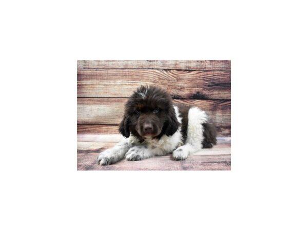 Newfoundland DOG Female White and Brown 22867 Petland Las Vegas, Nevada