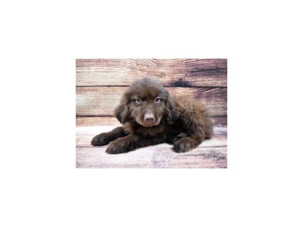 Newfoundland DOG Female Bronze 22868 Petland Las Vegas, Nevada