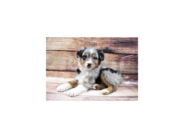 Australian Shepherd DOG Male Blue Merle White and Tan 22875 Petland Las Vegas, Nevada