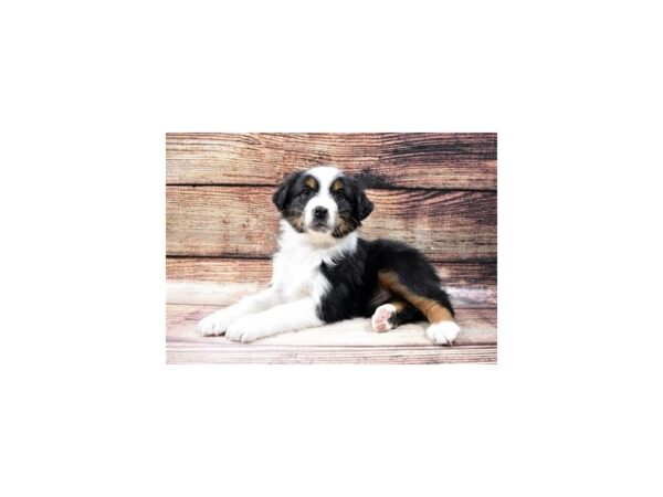 Australian Shepherd DOG Male Black and White 22876 Petland Las Vegas, Nevada