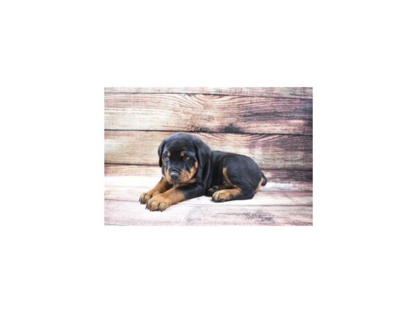 Rottweiler DOG Male Black and Mahogany 22871 Petland Las Vegas, Nevada