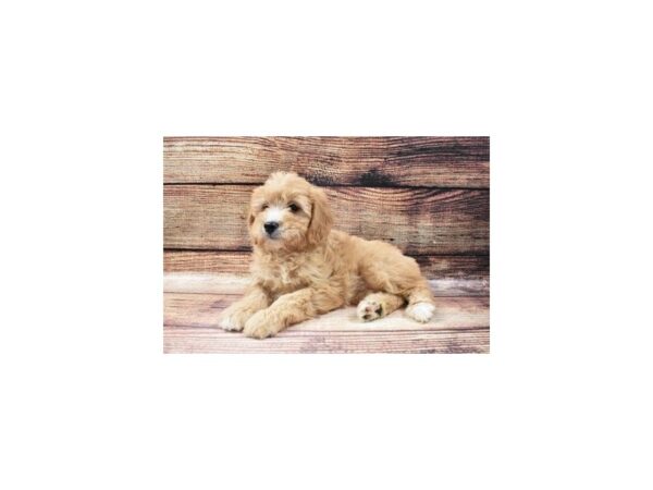 F1 Mini Goldendoodle-DOG-Female-Golden-22862-Petland Las Vegas, Nevada