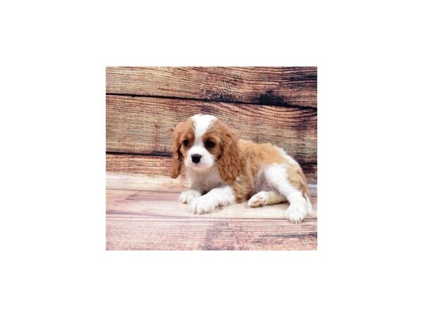 Cavalier King Charles Spaniel DOG Male Blenheim 22873 Petland Las Vegas, Nevada