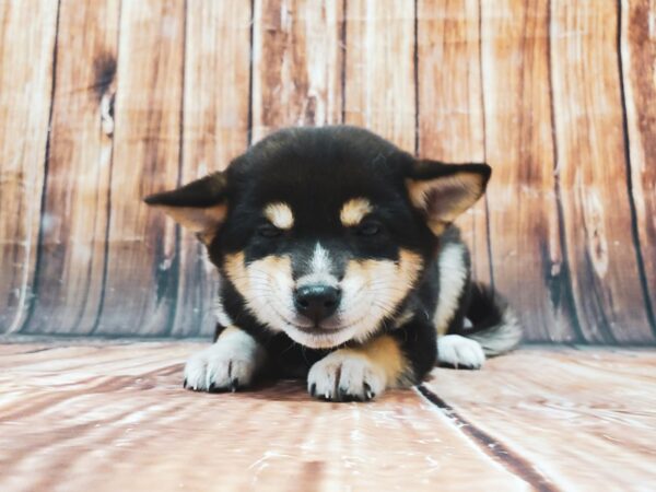 Shiba Inu DOG Female Black / Tan 22842 Petland Las Vegas, Nevada