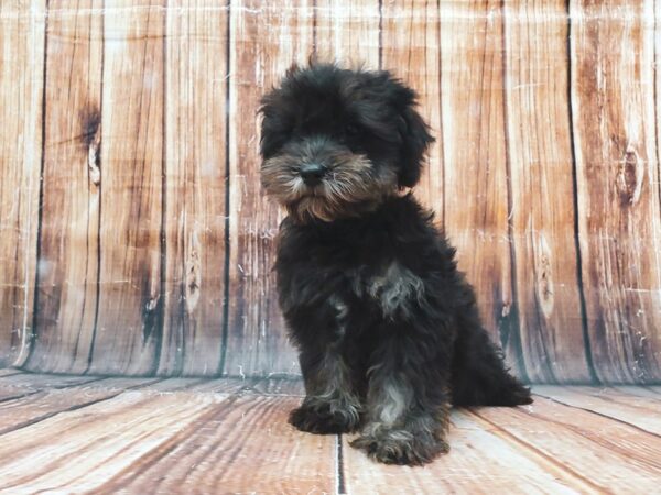 Miniature Schnauzer/Poodle-DOG-Male-Black / Tan-22836-Petland Las Vegas, Nevada