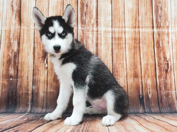 Siberian Husky DOG Male Black / White 22846 Petland Las Vegas, Nevada