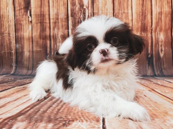 Shih Tzu DOG Male White / Chocolate 22843 Petland Las Vegas, Nevada