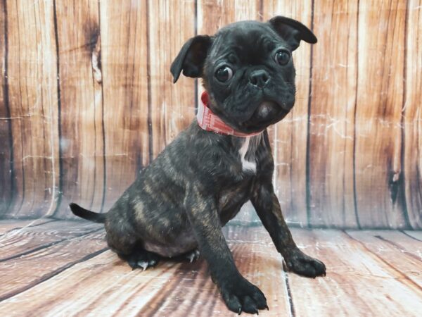 Boston Terrier/Pug-DOG-Female-Brindle-22889-Petland Las Vegas, Nevada