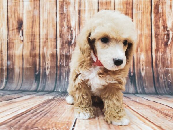 Poodle DOG Female Apricot 22886 Petland Las Vegas, Nevada