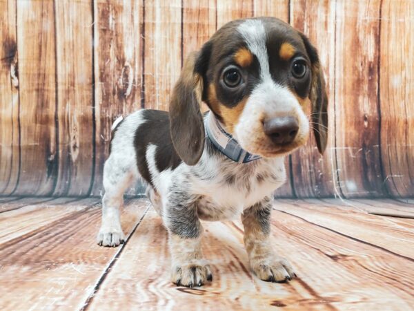 Dachshund DOG Male Chocolate / Tan 22883 Petland Las Vegas, Nevada