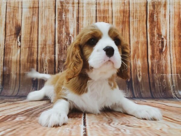 Cavalier King Charles Spaniel DOG Male Blenheim / White 22880 Petland Las Vegas, Nevada