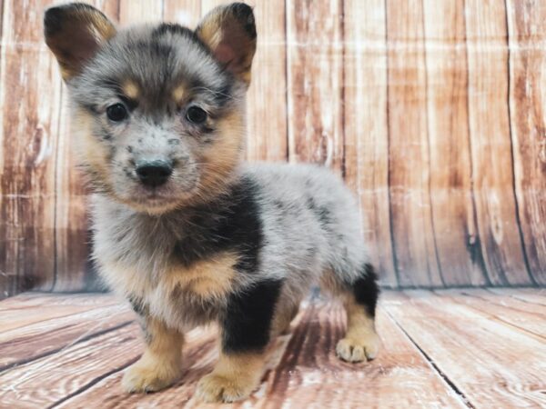 Pembroke Welsh Corgi/Pomeranian-DOG-Female-Blue Merle-22887-Petland Las Vegas, Nevada