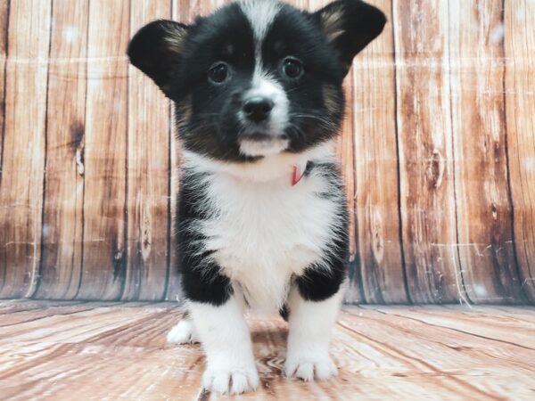 Pembroke Welsh Corgi/Pomeranian DOG Female Black / White 22888 Petland Las Vegas, Nevada