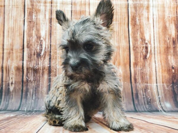 Cairn Terrier DOG Male Wheaten 22878 Petland Las Vegas, Nevada