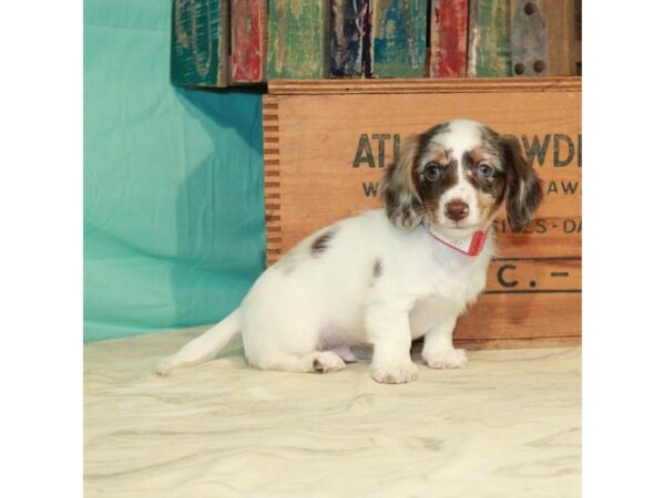 Dachshund DOG Male Chocolate / Tan 22916 Petland Las Vegas, Nevada