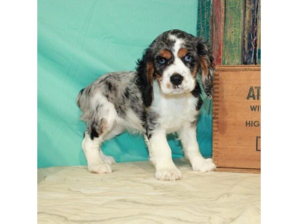 Cocker Spaniel DOG Female Blue Roan 22915 Petland Las Vegas, Nevada