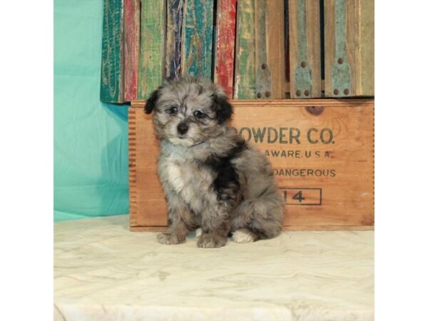 American Eskimo/Poodle-DOG-Female-Blue Merle-22922-Petland Las Vegas, Nevada