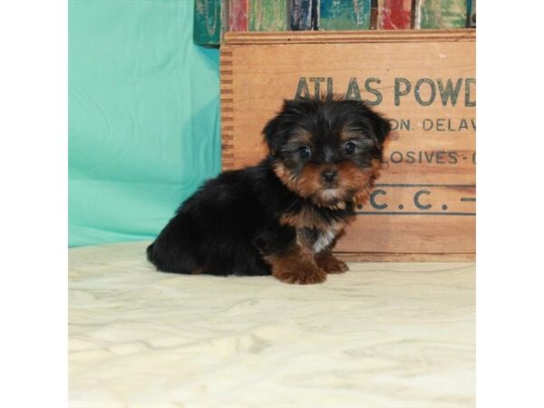 Yorkshire Terrier DOG Male Black / Tan 22920 Petland Las Vegas, Nevada