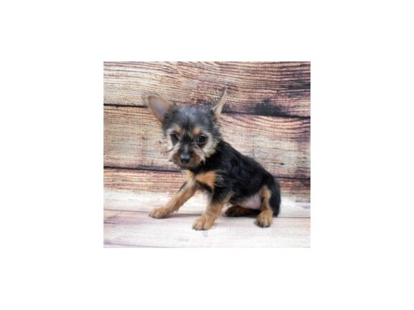 Silky Terrier DOG Female Black and Tan 22901 Petland Las Vegas, Nevada