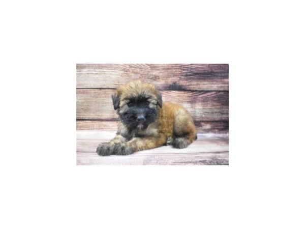 Soft Coated Wheaten Terrier DOG Female Wheaten 22902 Petland Las Vegas, Nevada