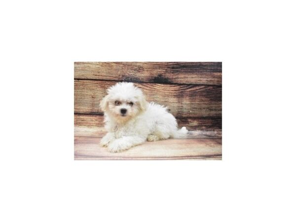 Coton De Tulear DOG Female White 22896 Petland Las Vegas, Nevada