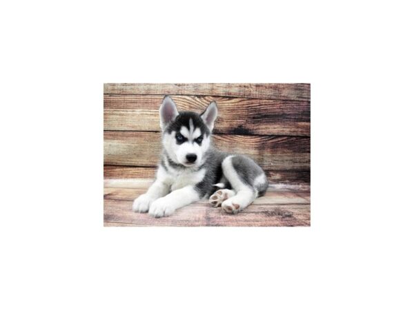 Siberian Husky DOG Female Black and White 22900 Petland Las Vegas, Nevada